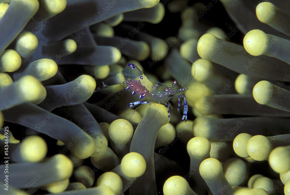 Anemone shrimp, Periclimenes holthuisi, Sulawesi Indonesia.