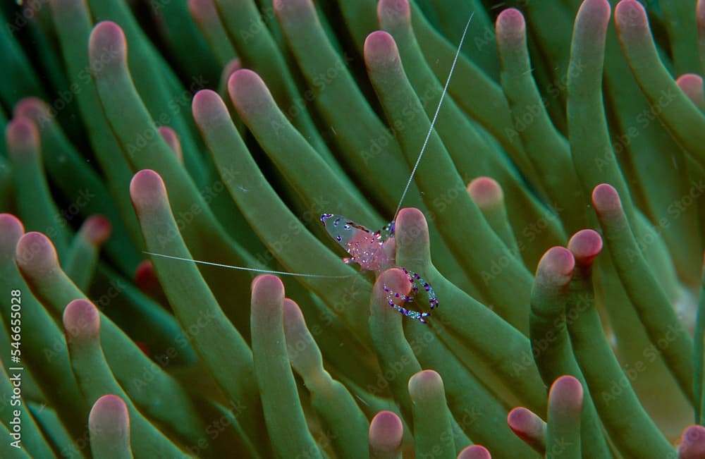 Anemone-shrimp, Periclimenes tosaensis, Indonesia, Indian Ocean, Komodo National Park