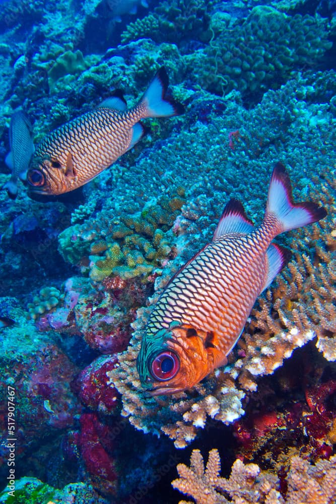 Bronze Soldierfish, Myripristis adusta, North Ari Atoll, Maldives, Indian Ocean, Asia