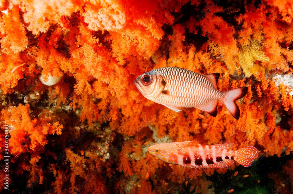 Soft corals scenic with Bronze soldierfish, Myripristis adusta, and sixspot grouper, Cephalopholis sexmaculata, Raja Ampat Indonesia.