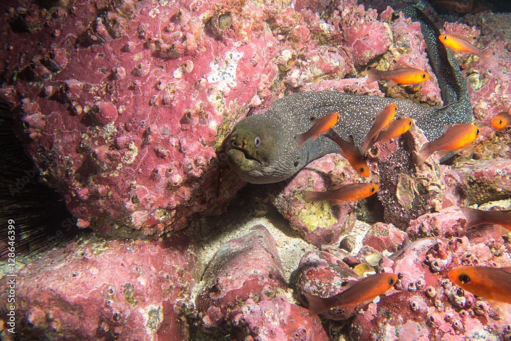 Moray Eel Malpelo