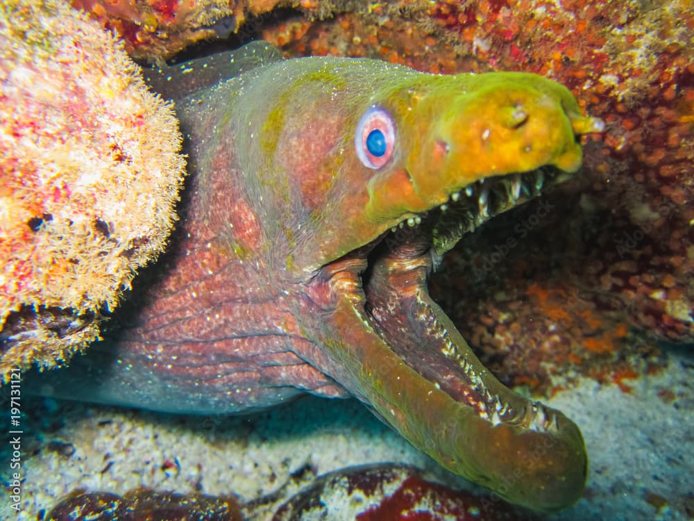 Moray eel underwater at galapagos islands pacific ecuador