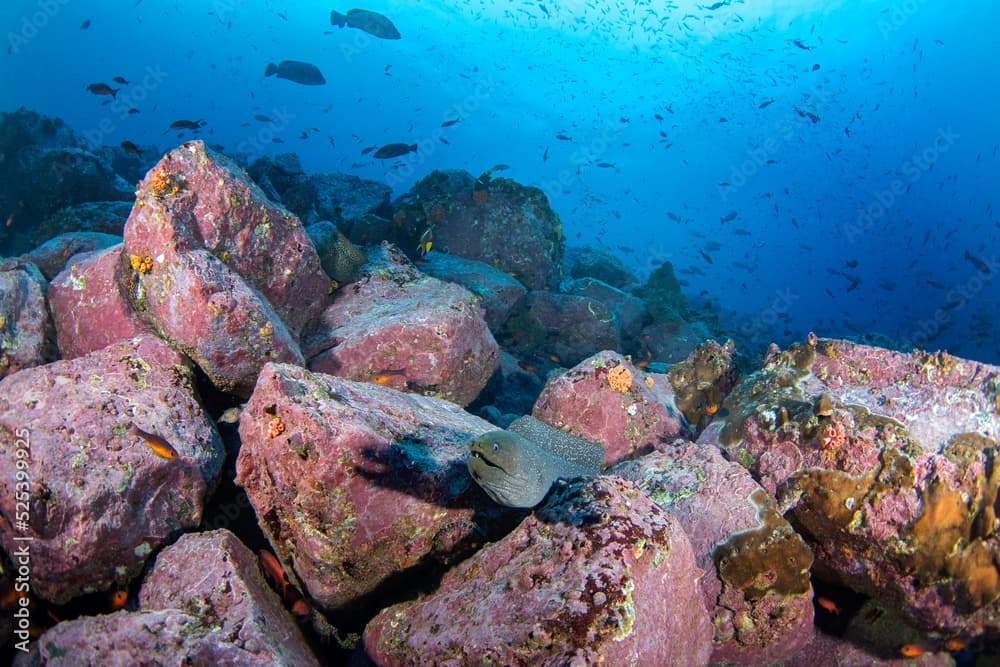 Gymnothorax dovii hiding on the bottom.Finespotted moray during the dive on Malpelo island. Abundant fish in protected pacific area. Angry moray on the bottom.	