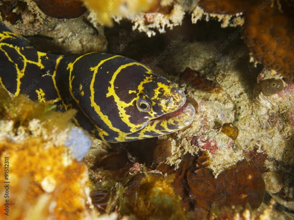 Head of chain moray eel Echidna catenata