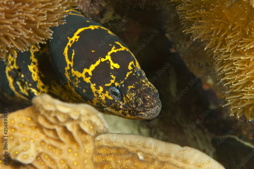 Chain Moray Eel (Echidna catenata), on a Reef of Bonaire