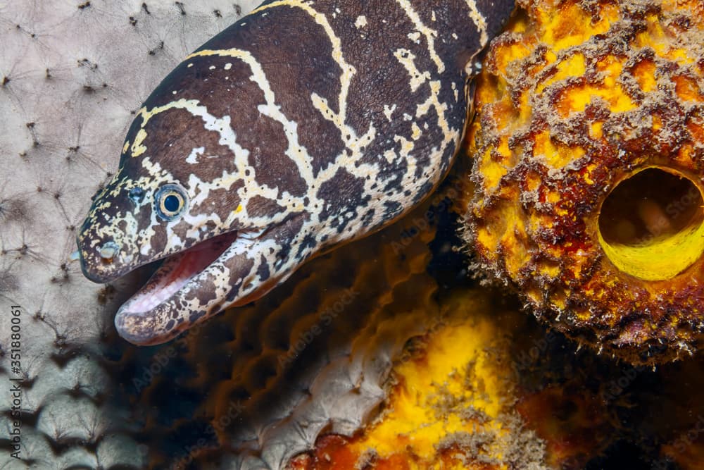 Caribbean coral garden Chain moray eel