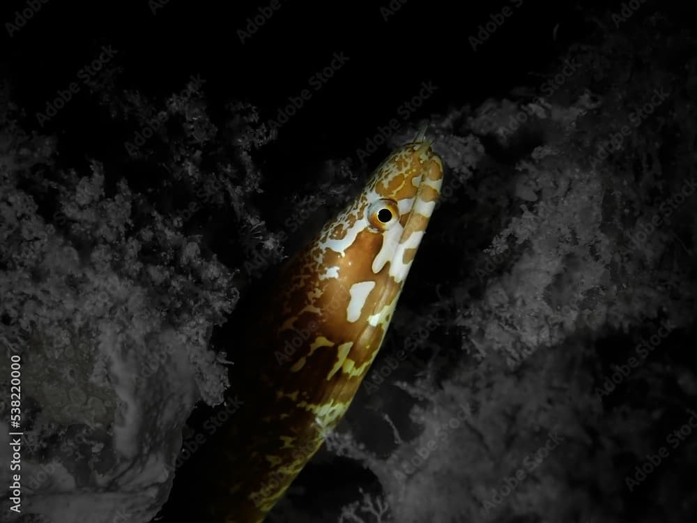 Selective color shot of a chain moray fish.