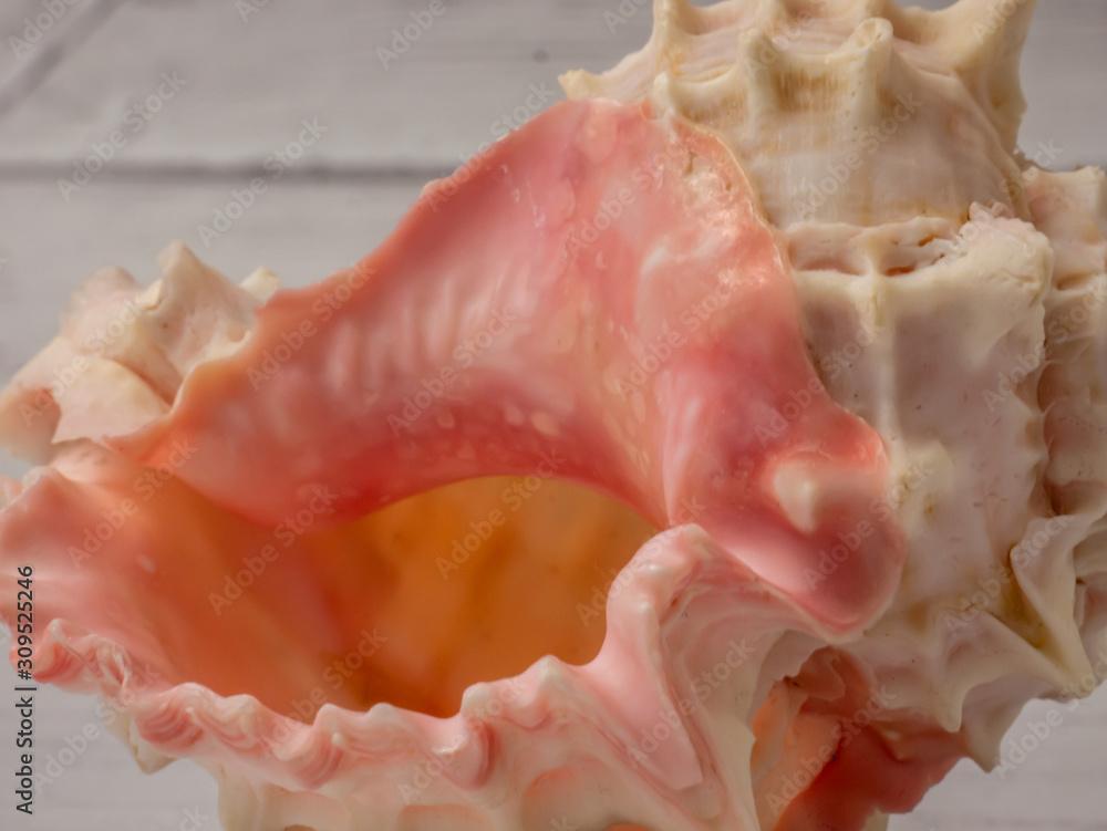 Pink Murex Seashell Macro Isolated Closeup