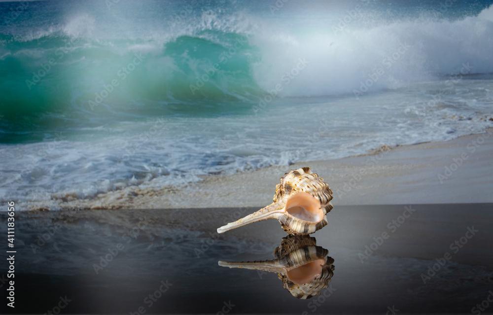 Murex haustellum seashell white peach aperture, light pink and brown body and long skinny tail with reflection on dark glass on the background of a picture with a sea wave.