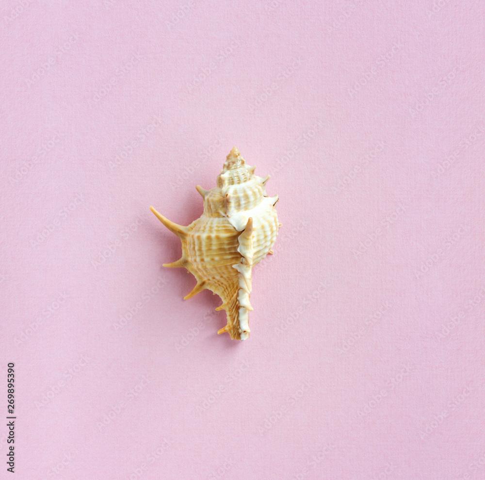 seashell with spikes on a light pink background, minimalism