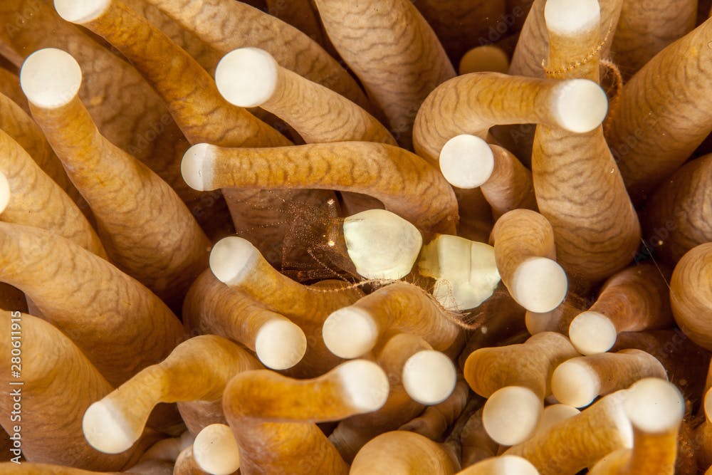 Egg Shell Shrimp - Hamopontonia corallicola