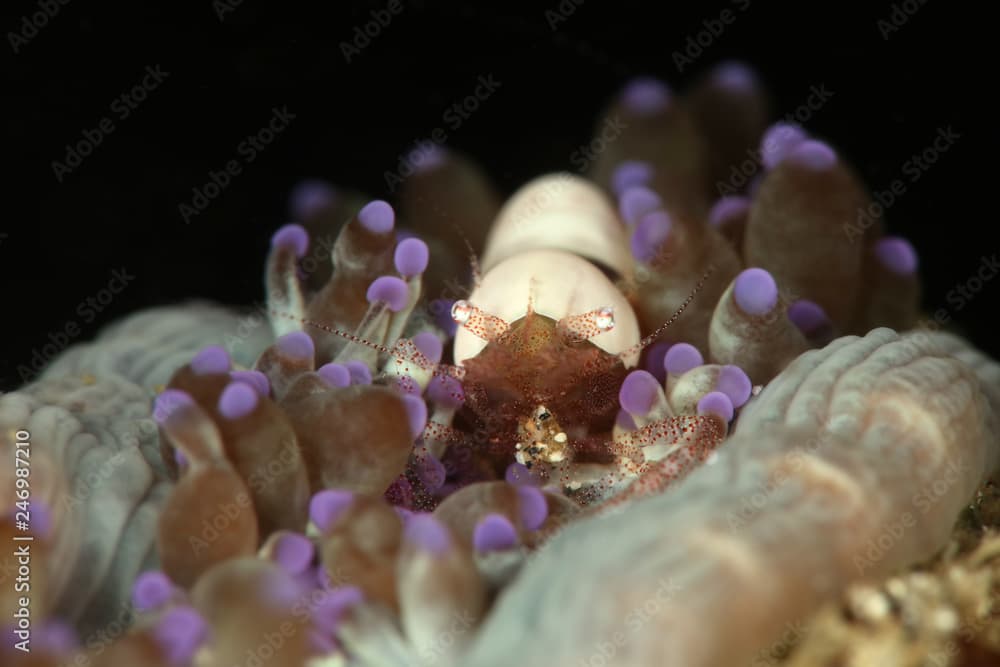 Egg shell shrimp (Hamopontonia corallicola). Picture was taken in Lembeh Strait, Indonesia