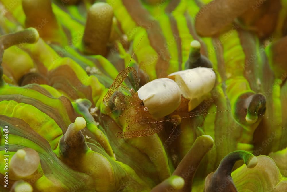 Egg shell shrimp (Hamopontonia corallicola) near Mabul island, Malaysia