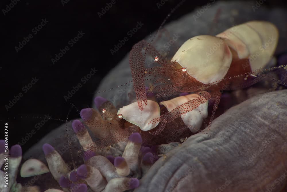 Couple of Egg shell shrimps (Hamopontonia corallicola). Underwater macro photography from Lembeh Strait, Indonesia 