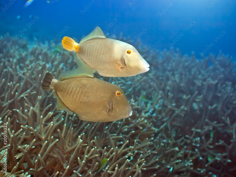 Halfmoon triggerfishes