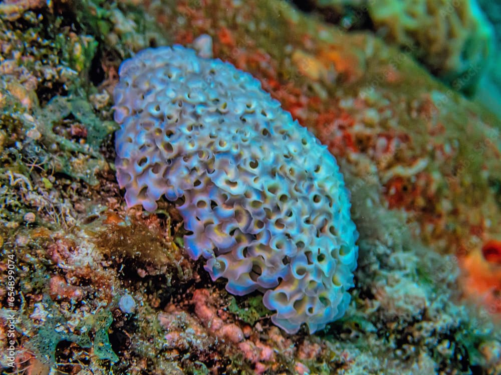 Elysia crispata, common name the lettuce sea slug