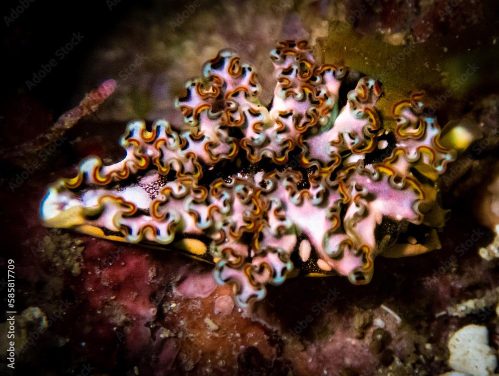 Colorful lettuce sea slug (Elysia crispata) on the reef in the Carribbean Sea, Roatan, Bay Islands, Honduras