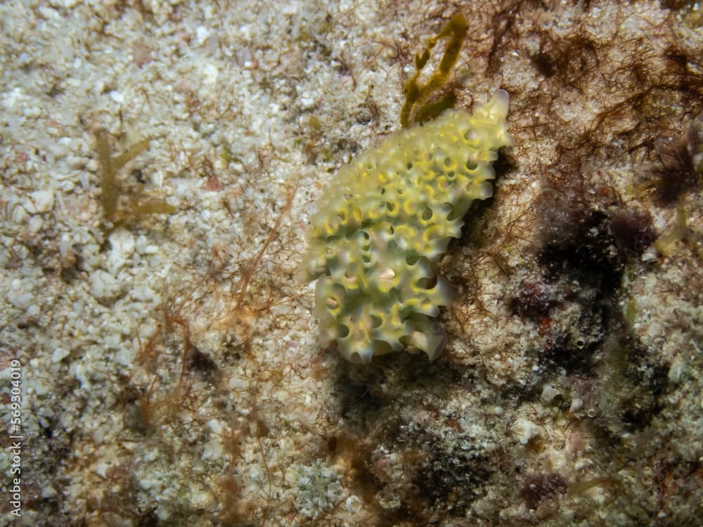 Lettuce Sea Slug