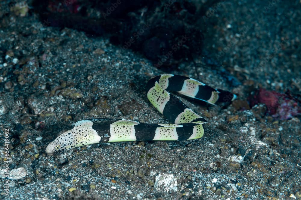 Banded Mud Moray Gymnothorax chlamydatus