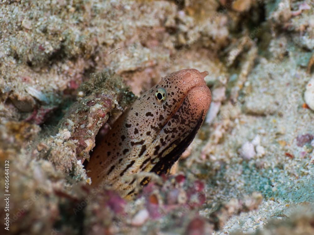 Banded mud moray eel lurking in a hole in rubbles (Mergui archipelago, Myanmar)