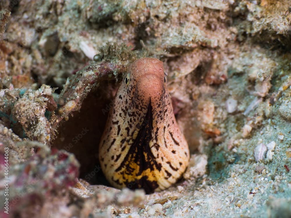 Banded mud moray eel lurking in a hole in rubbles (Mergui archipelago, Myanmar)