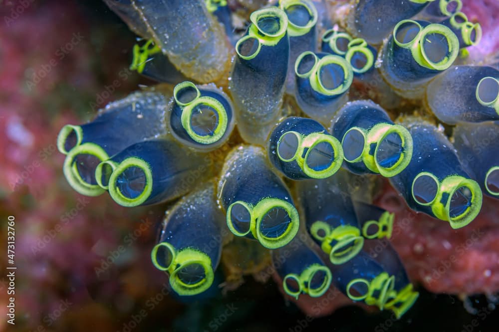 Clavelina robusta , tunicate ,sea squirt