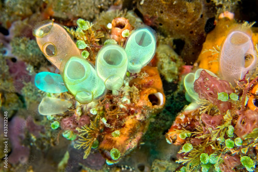 Ascidia, Tunicates, Clavelina robusta, Lembeh, North Sulawesi, Indonesia, Asia