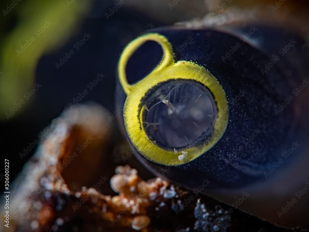 Stalked Ascidian, Mundöffnung einer Seescheide (Clavelina robusta)