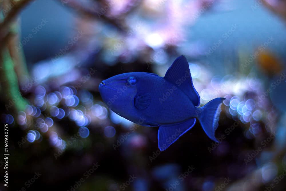 Niger Triggerfish (Odonus niger)