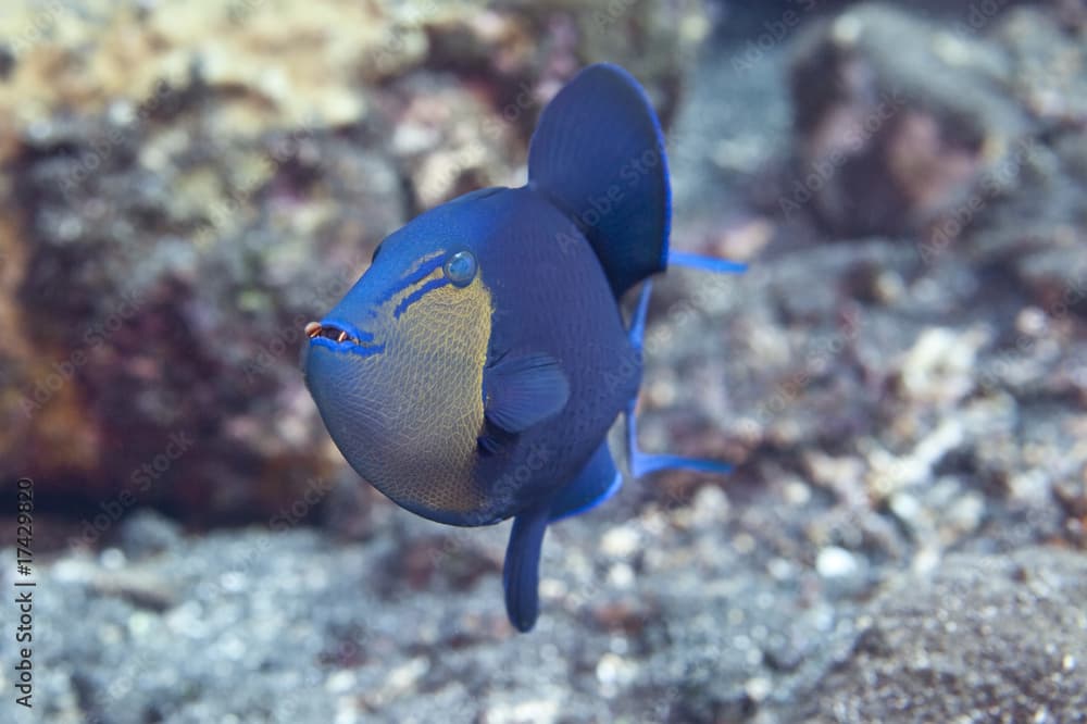 Redtooth triggerfish