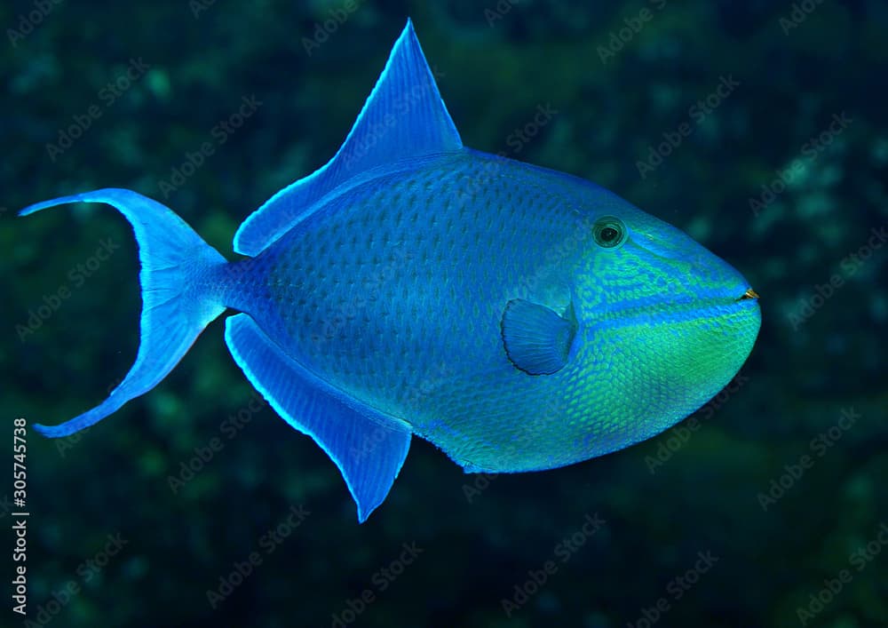  Rotzahn-Drückerfisch (Odonus niger) oder Blauer Drückerfisch, Rotes Meer, Indopazifik