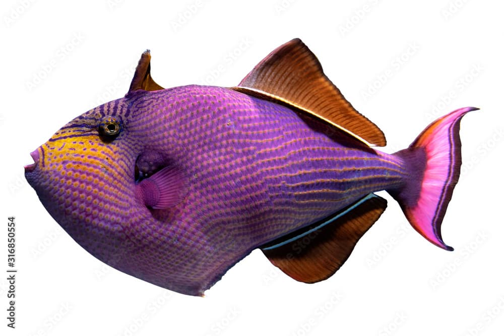 Tropical coral fish Red-toothed triggerfish - Odonus niger isolated on white background