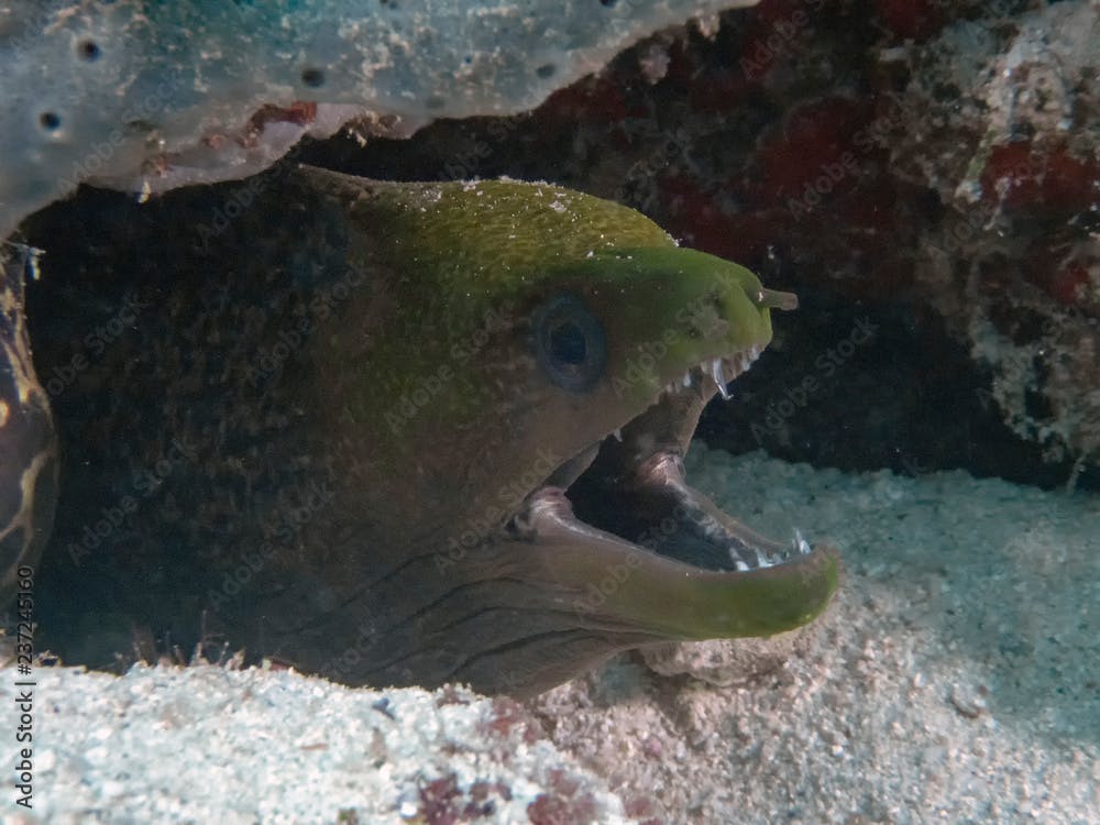 An Undulated Moray Eel (Gymnothorax undulatus) in the Indian Ocean