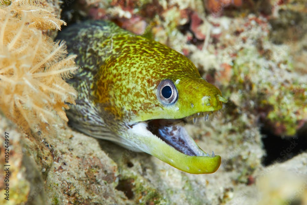 Undulated moray