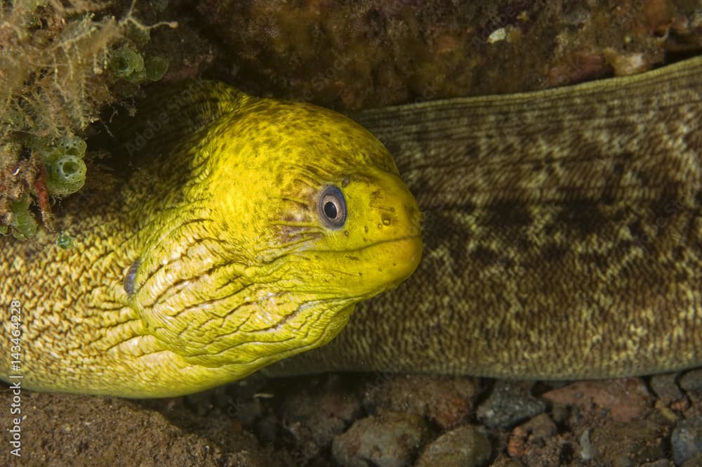 Moray eel, Gymnothorax undulatus, Bali Indonesia.