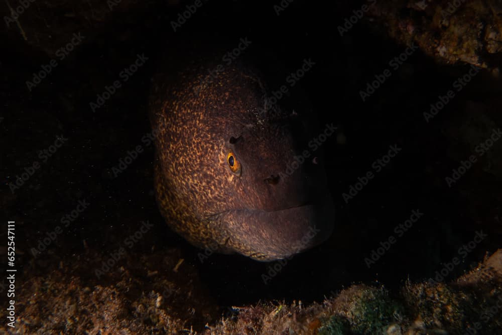 Moray eel Mooray lycodontis undulatus in the Red Sea, Eilat Israel
