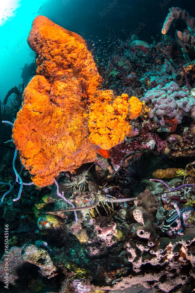 Two lobsters and other animals hiding around an orange elephant ear sponge