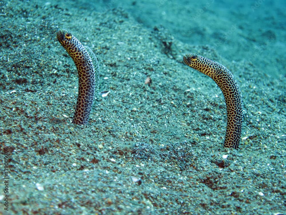 Taylors Röhrenaal (Heteroconger taylori)