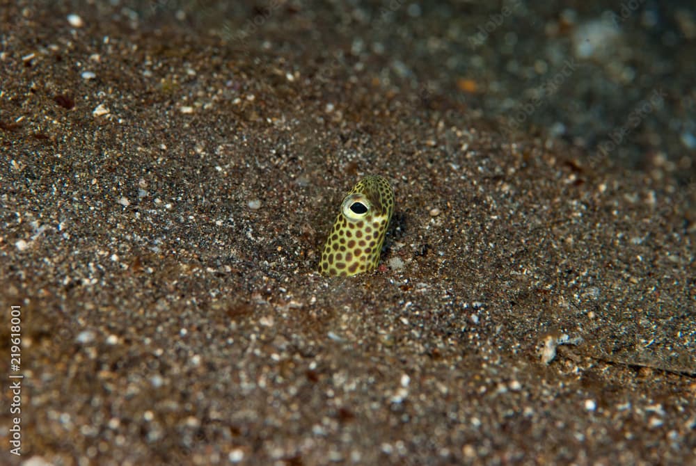 Taylor's Garden Eel Heteroconger taylori