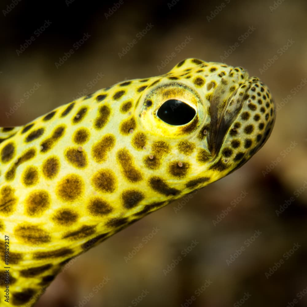 Taylor's garden eel