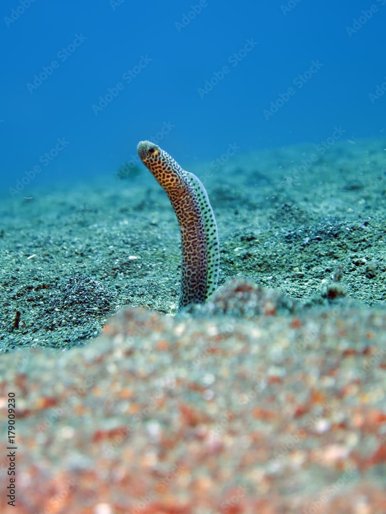 Taylors Röhrenaal (Heteroconger taylori)