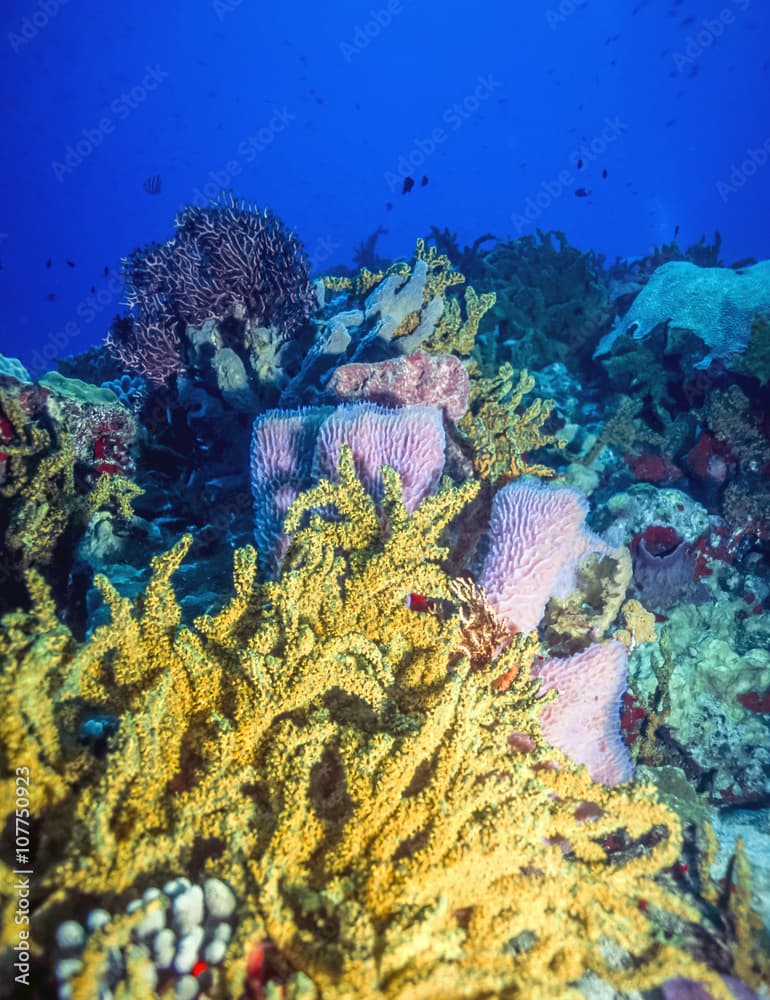 Underwater coral reef