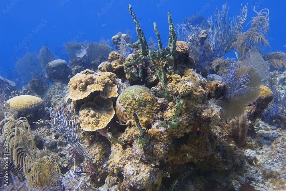 Green Finger Sponge