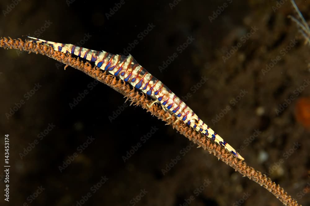 Saw blade shrimp, Tozeuma armatum, on a wire coral, Bali Indonesia.