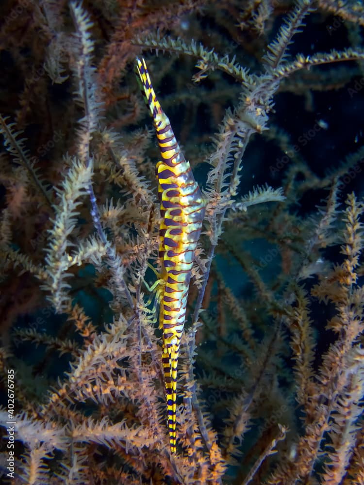 A Needle Shrimp (Tozeuma armatum)