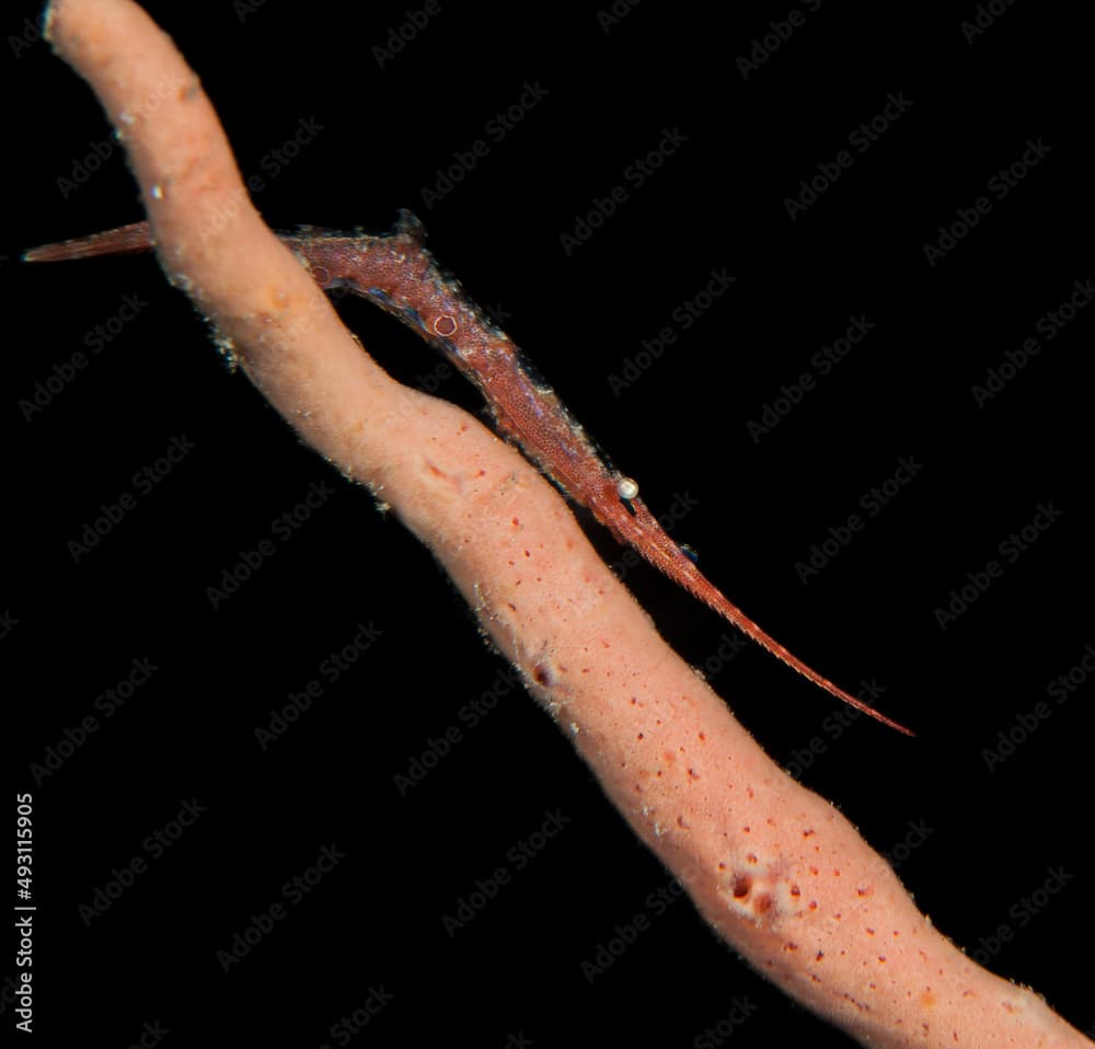 Saw-blade shrimp.(Tozeuma armatum) on the Critter Hunt divesite, Lembeh Straits, North Sulawesi, Indonesia