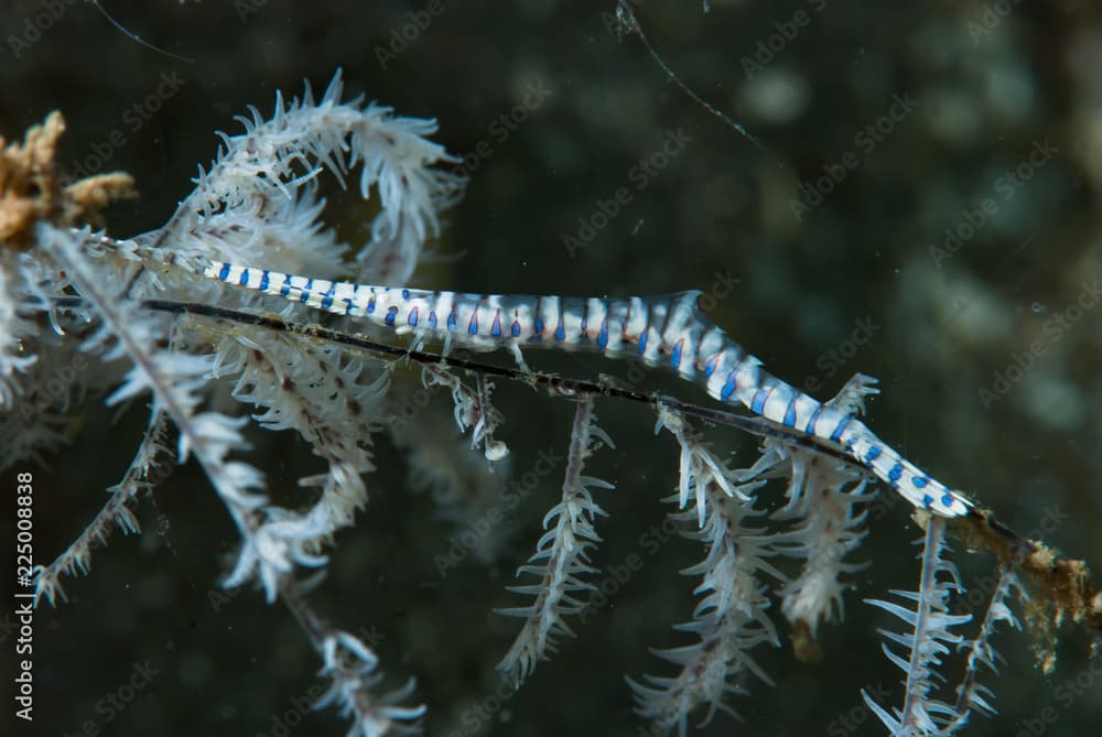 Saw-Blade Shrimp Tozeuma armatum