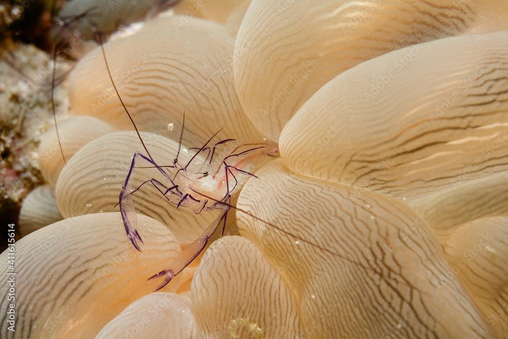 Bubble Coral Shrimp (Vir philippinensis) in bubble coral (Plerogyra sinuosa) near Kapalai, Malaysia