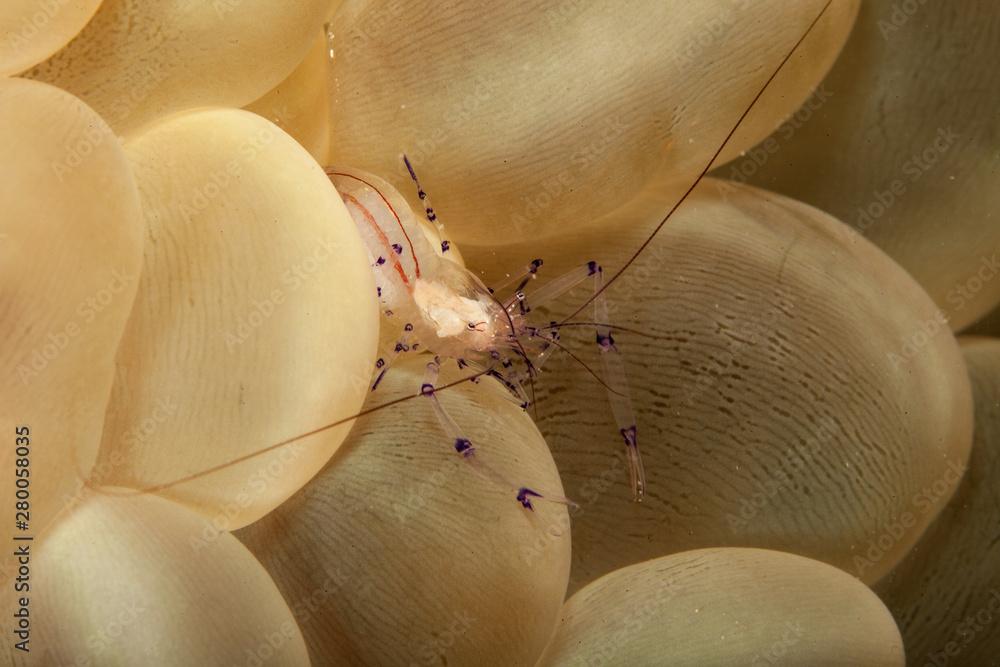 Bubble Coral Shrimp