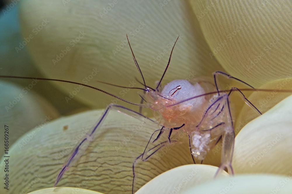 Bubble coral shrimp, Blasenkorallen Garnele (Vir philippinensis)